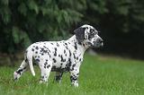 DALMATIEN 489